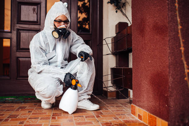 Attic and Crawl Space Rodent Treatment in Holyoke