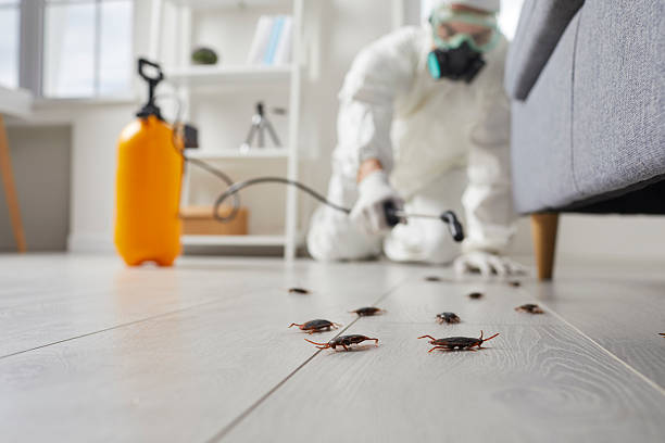 Commercial Rodent Management in Holyoke